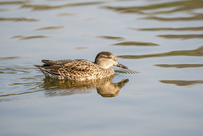 Duck swimming on lake