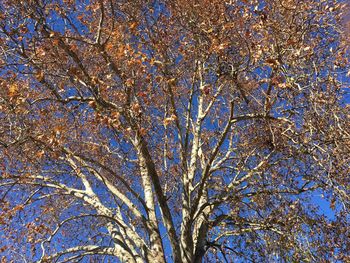 Low angle view of trees against blue sky