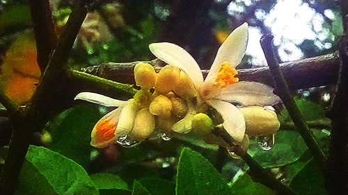 Close-up of flowering plant