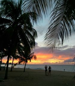 Palm trees on beach