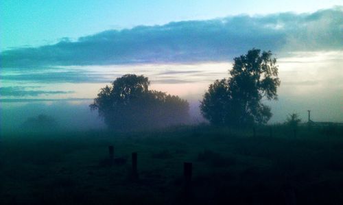 Silhouette trees on landscape at sunset