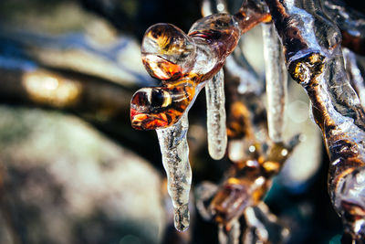 Close-up of ice cream