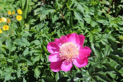 Close-up of pink flowers blooming outdoors