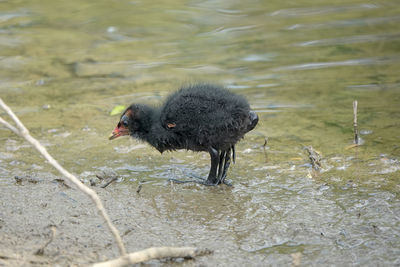 Bird drinking water in a lake