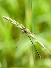 Close-up of damselfly on plant