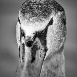 Close-up of a swan