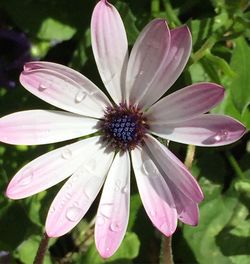 Close-up of pink flower