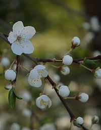 Close-up of cherry blossom on tree