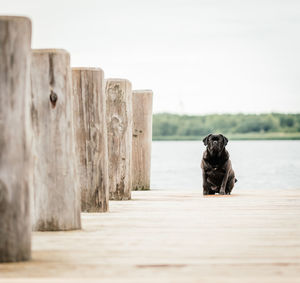 Dog lying on wood against sky