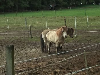 Horse standing on field