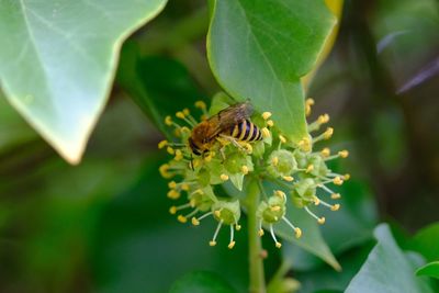 Ivy bee on common ivy