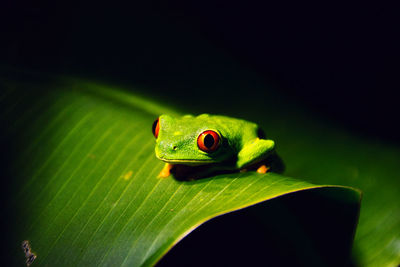 Night frog on the edge of a leaf, frog with red eyes.