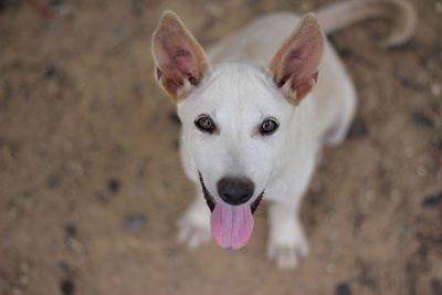 Close-up portrait of dog