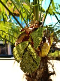 Close-up of fresh green plant