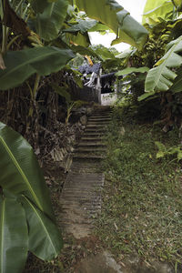 View of plants and trees growing on field