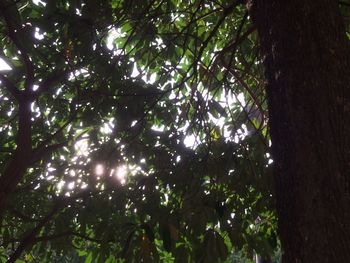 Low angle view of trees in forest