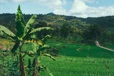 Scenic view of agricultural field against sky