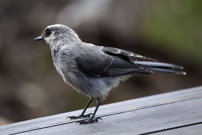 Close-up of bird perching on wood