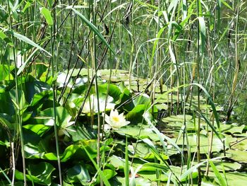 Close-up of plants