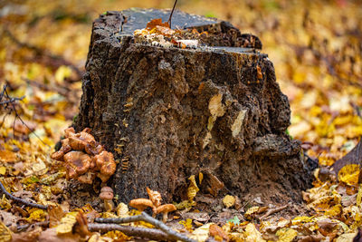 Close-up of tree trunk in forest during autumn