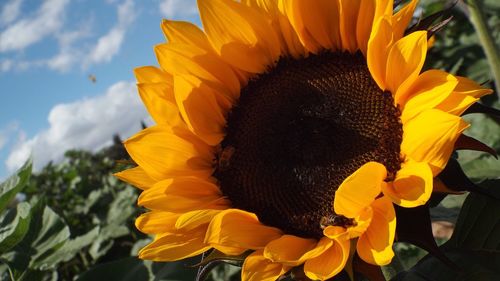 Close-up of sunflower