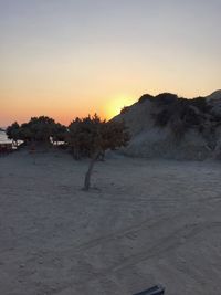 Silhouette of trees at sunset