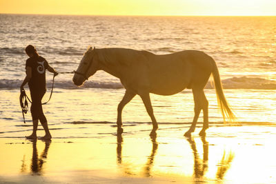View of horse on beach