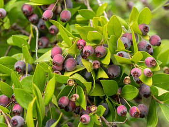 Close-up of berries growing on plant