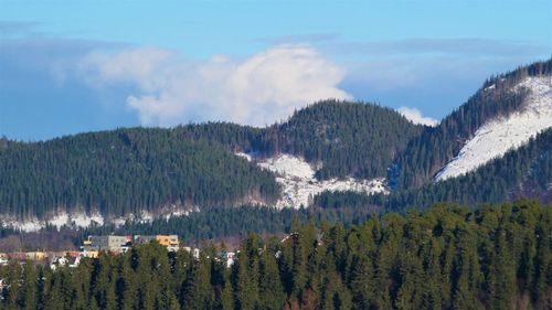 Panoramic view of pine trees in forest against sky