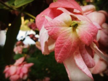 Close-up of pink flowers blooming outdoors