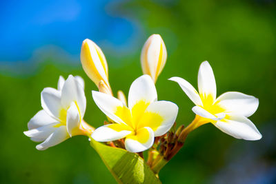 Close-up of white flowering plant