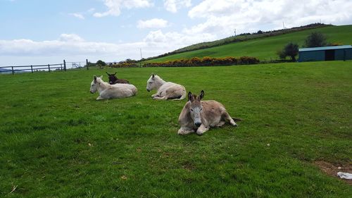 Sheep on grassy field against sky