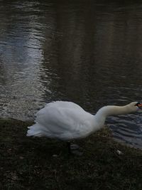 Swan swimming in lake