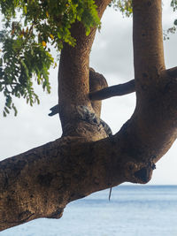 Low angle view of tree against sea