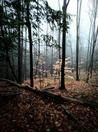 Trees in forest