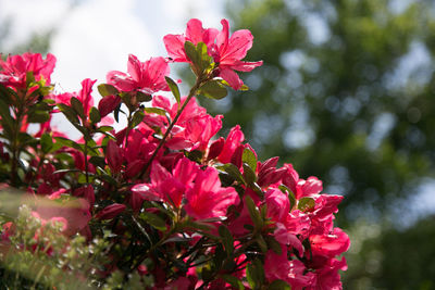 Close-up of red flowers