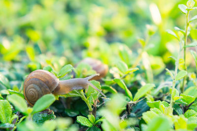 Close-up of slug on plants