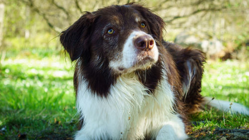 Close-up of dog looking away on field