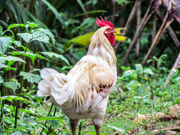 Rooster in a field