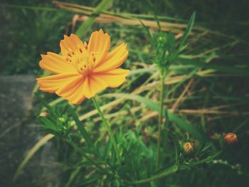 Close-up of yellow flower blooming outdoors