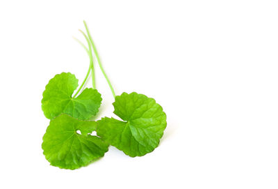 Close-up of fresh green plant against white background