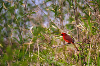 Close-up of bird perching on branch