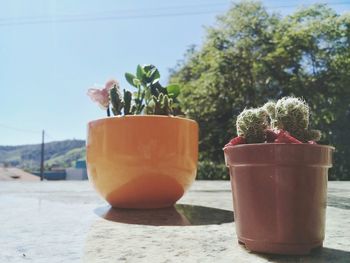 Close-up of cactus plants on table outdoors