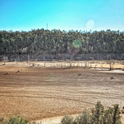 Scenic view of field against clear blue sky