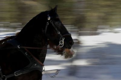 Close-up of horse