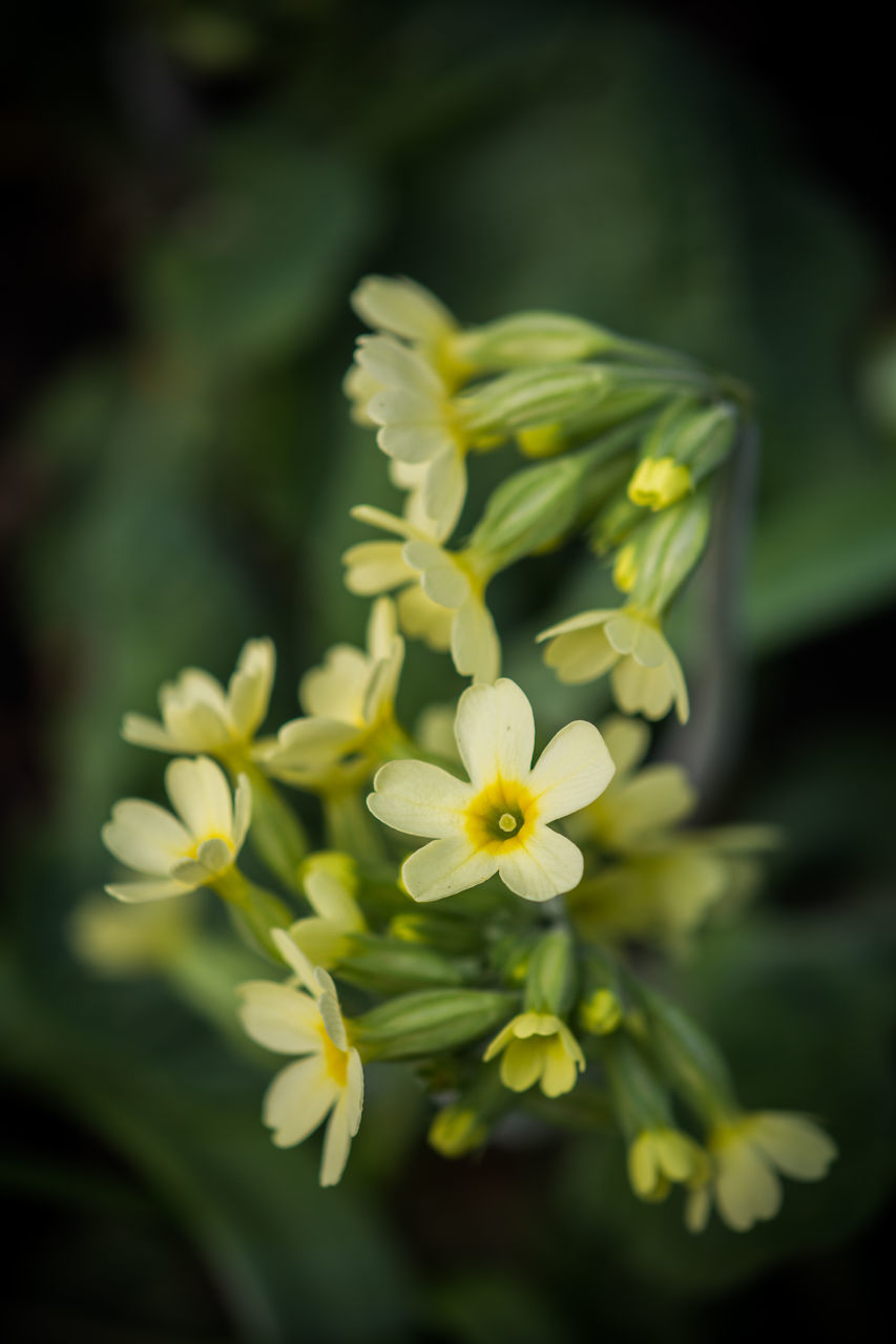 CLOSE-UP OF WHITE FLOWERS