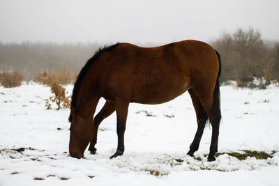 Brown horse eating in the snow