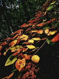 Leaves on tree trunk