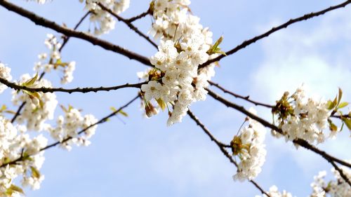 Low angle view of apple blossoms in spring