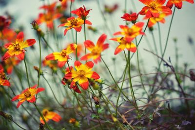 Close-up of orange flowering plants